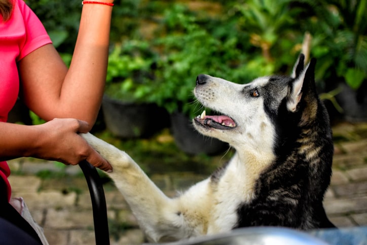 St. George Dog Bite Laws