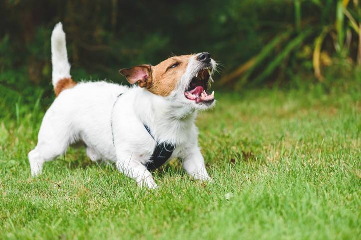 Dog Bite