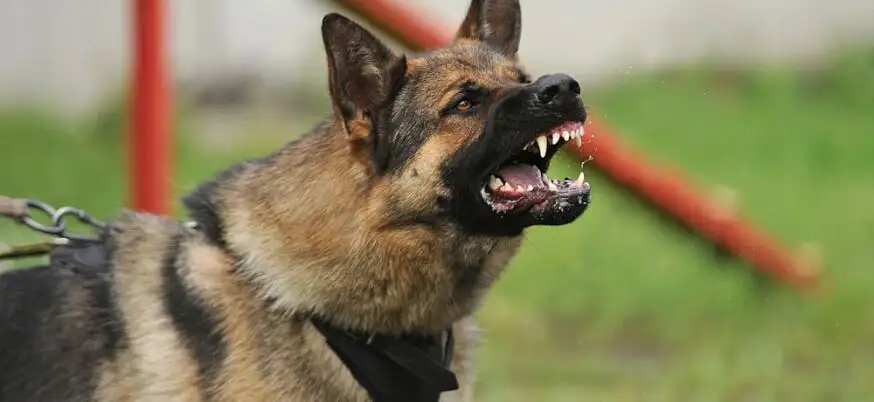 Dog Bite Injuries